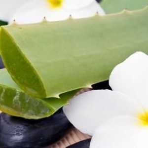 Aloe vera: korisne osobine i kontraindikacije neverovatna biljka