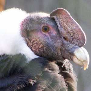 Anda condor: staništa, fotografije
