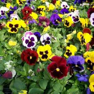 Pansies: sadnju i brigu za proljeće cvijet