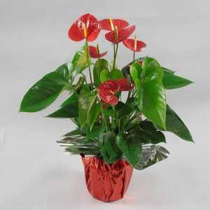 Anthurium crveno: njegu i uzgoj