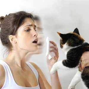 Atopijskog bronhijalne astme. Opis bolesti