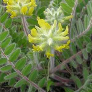 Astragalus sherstistotsvetkovy: terapeutska svojstva i rastu na vrt lokaciji