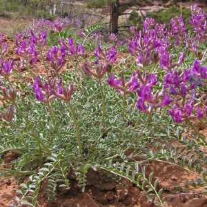 Astragalus - biljka besmrtnosti