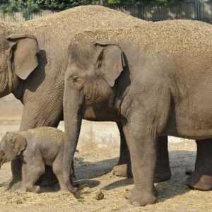 Azijski slonovi: opis, karakteristike, način života, prehrana i zanimljivosti