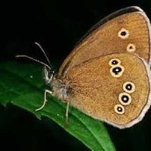 Butterfly limonnitsa - prvi proljeće insekata