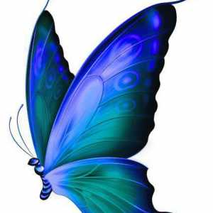 Butterfly jedrilica, opis, karakterističnih vrsta