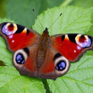 Butterfly Peacock - Ljepota odreda Lepidoptera