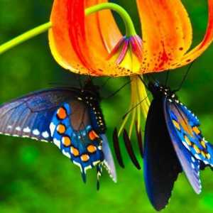 Butterfly World. Imena leptira i njihov opis