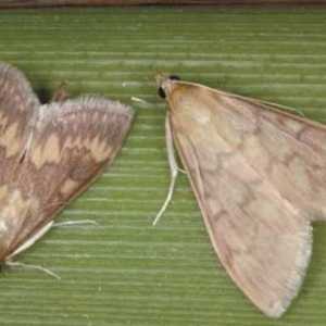 Leptira moljaca: posebno postojanje svake vrste
