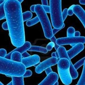 Bakterije su uzročnici bilo koje bolesti? ljudska bolest uzrokovana bakterijama