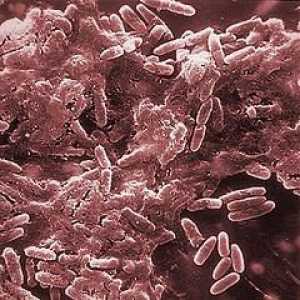 Bakteriofaga - to ... Par činjenica o virusologiju