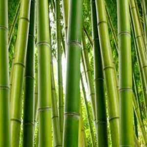 Bambus stil - deku, jačanje zdravlja