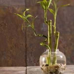 Bambus: njegu u kući i rastući