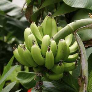Banana gastritis: zabranjeno voće ili lijek?