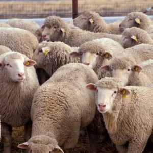 Lamb: korist i štetu za tijelo