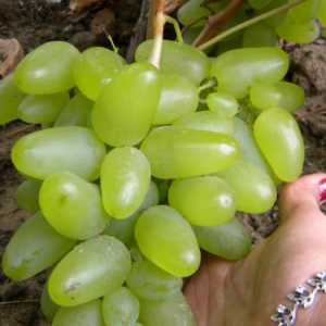 Bazhen - grožđe sa zadivljujućim kvalitetama
