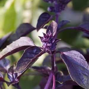 Purple bosiljak. Korisni svojstva i kontraindikacije kraljevska biljka