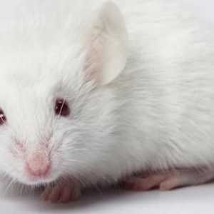 Bijelo miša dreaming: šta je to?