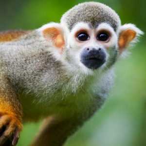 Majmuna: život i staništa iznenađujuće primata