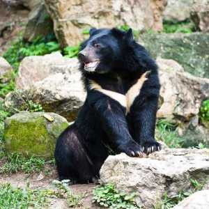 Black Bear: opis, stanište i ishrana