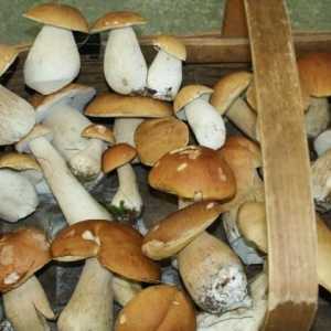 Bijele gljive: kako očistiti kuću i u šumi?