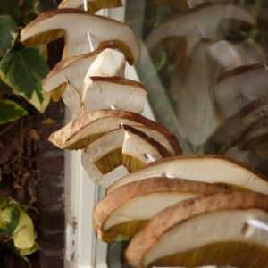 Bijele gljive: kako da ih osuše na mnogo načina