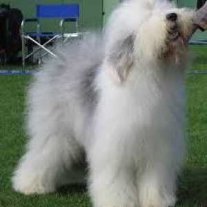 Fluffy White Dog (slike)