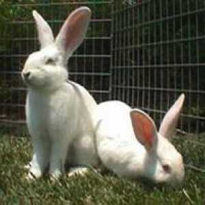 Bijele divovi (zečevi): Vrsta i opis uzgoja
