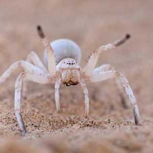 Bijelo Spider: Da li opasan susret s njim?