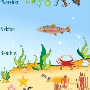 Benthos - a ... Plankton, Nekton, bentosa