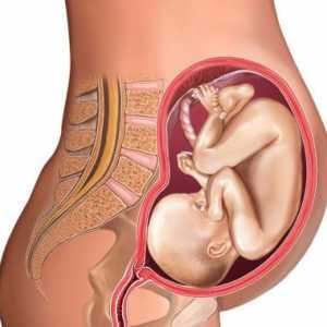 Trudnoća 28 sedmica - je koliko mjeseci? Feeling razvoj fetusa u 28 tjedna