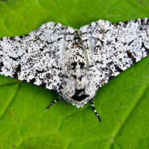 Peppered moth - štetočina, koji treba da znate u lice