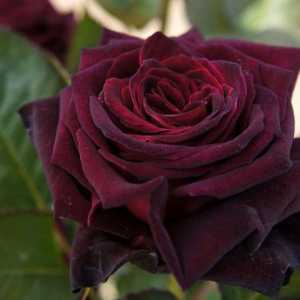 Black Baccarat - ruža sa jedinstvenim hlad