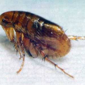 Ljudskih flea - nosioci mnogih bolesti