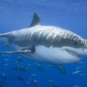 Great White Shark - Ocean oluja