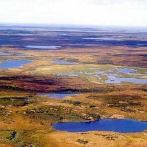 Bolshezemelskaya Tundra: prirodne karakteristike