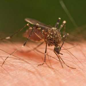 Big komarci: Da li ovi insekti su opasni