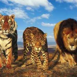 Big Cats - rasa-prvaci