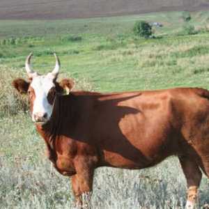 Bikova: bikovi pasmine i njihove karakteristike. rasa meso bikova