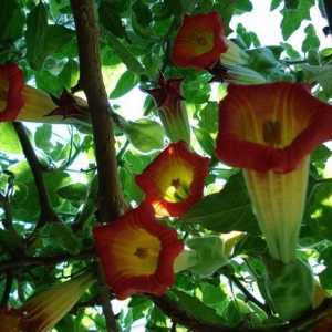 Brzorastuće grm Brugmansia: sadnju i njegu