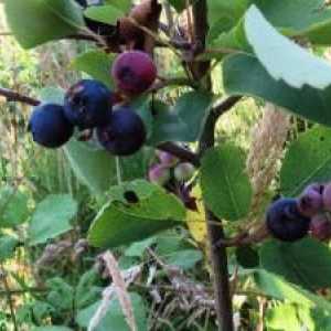 Ozdravljenje Saskatoon-berry. Korisni svojstva i kontraindikacije