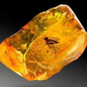 Ljekovita svojstva kamenja: amber