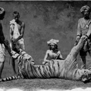 Champawat Tiger - zvijer-ubojica, je izazvao veliko noćne more