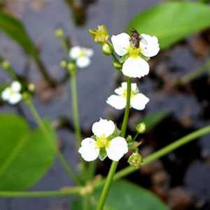 Alisma plantaginaceae: opis, koristi u narodnoj medicini
