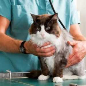Poslasticu lišaj kod mačaka: metode veterinarskih službene i narodne