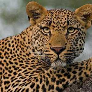 Ono što se razlikuje od geparda leopard: opis i razlike predatora