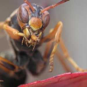 Ono što je razlikuje od osa pčela: kratak vodič za "lutke"