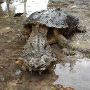 Matamata Turtle: izgled i zanimljivosti