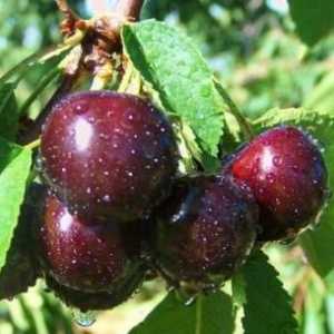 Cherry "Iput" - jedan od najpopularnijih sorti