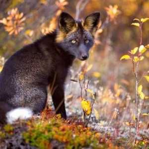 Chernoburaya lisica: slike, opis. Chernoburaya lisica u prirodi i kod kuće